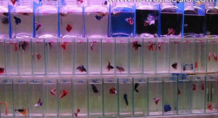 Dapat Uang Beternak Ikan Cupang? Begini