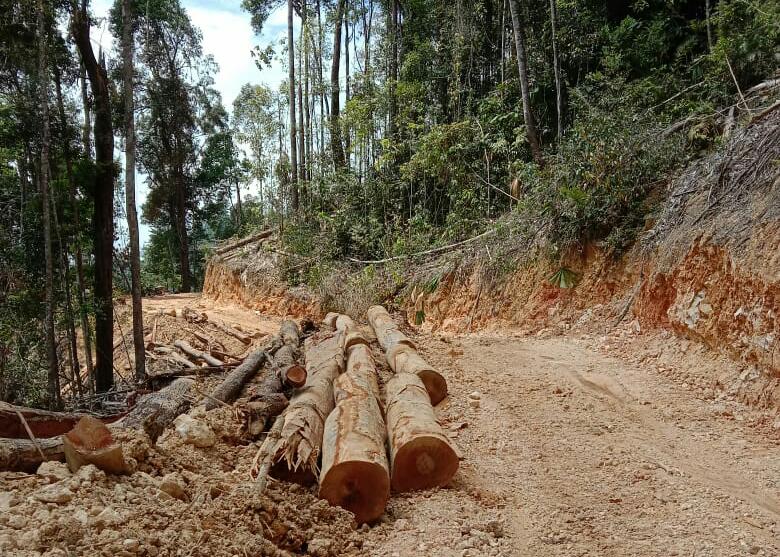 Ilegal Logging di Hutan Rimbang Baling Teluk Kuantan