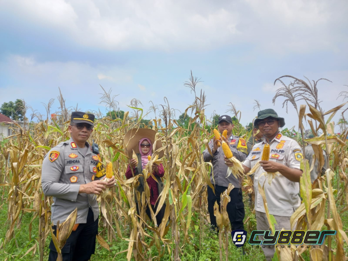 Kapolsek Caringin Bersama Aparatur Pemerintah dan Kelompok Tani Gelar Panen Jagung, Wujud Dukungan Polri terhadap Ketahanan Pangan Nasional