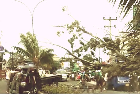 Pohon Tumbang di Cianjur Timpa Dua Mobil yang Melintas