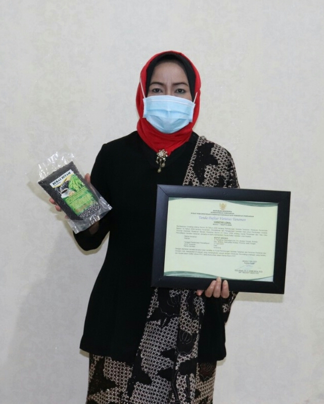 Varietas Padi Sirampog Resmi Terdaftar di Kementerian Pertanian