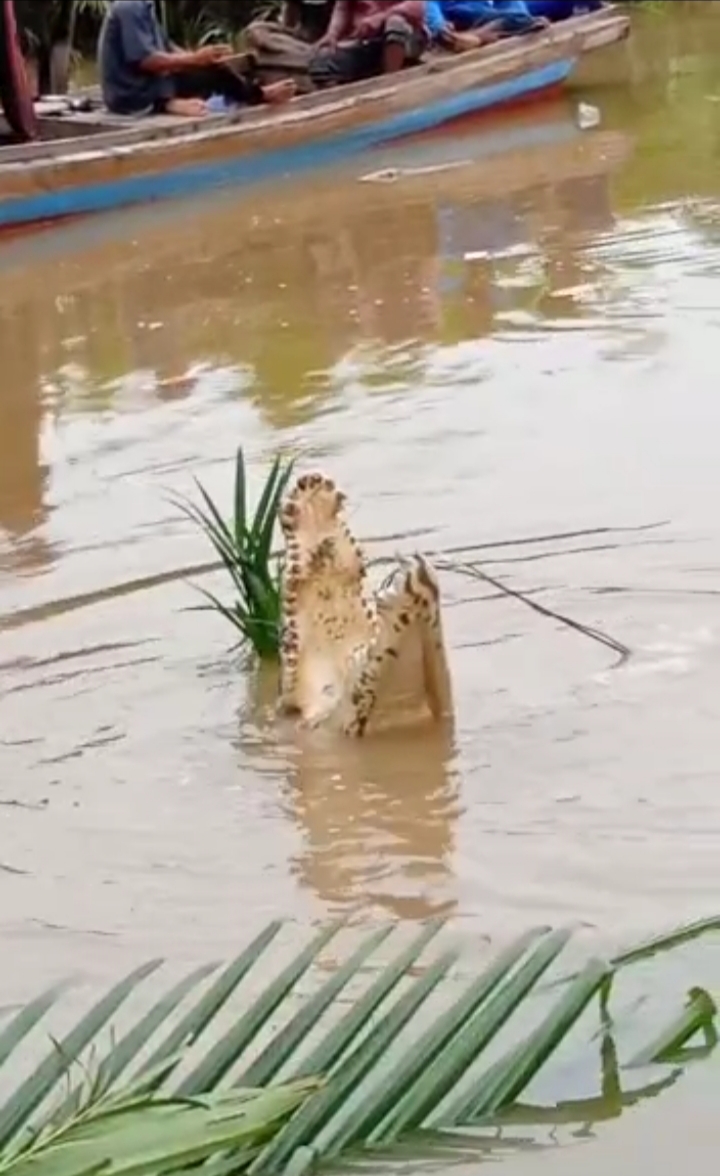 VIRAL !!! Video Warga Menangkap Buaya yang Menelan Nelayan di Muara Sungai Lakar Siak