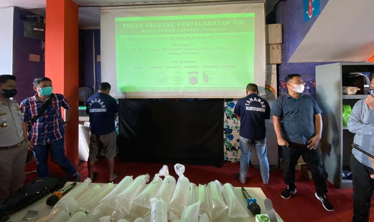 Dua Tersangka Diamankan Polisi Saat Berusaha Selundupkan 46 Ribu Lebih Ekor Benih Lobster 