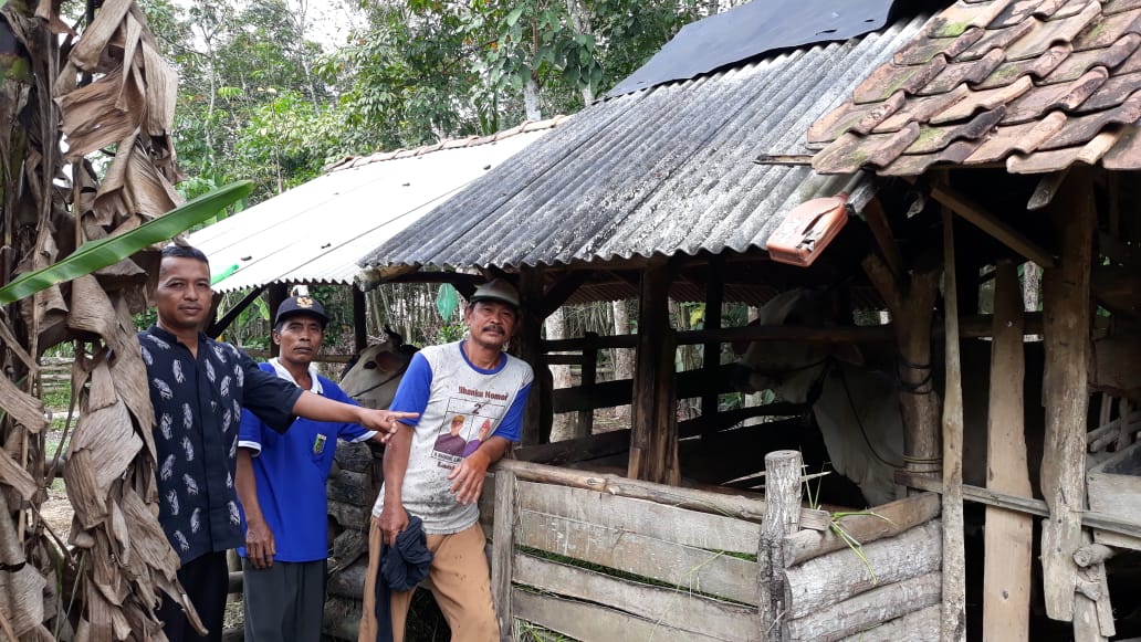 Usai Cek Keberadaan Hibah Tahun 2013 di Desanya, Wiyono Kades Muara Tenang Timur Pastikan Sapi Masih Ada