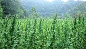 Menristek Pakistan Setujui Ganja Dilegalkan