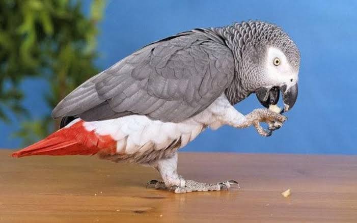 Seekor Burung Beo Ungkap Perselingkuhan Majikannya