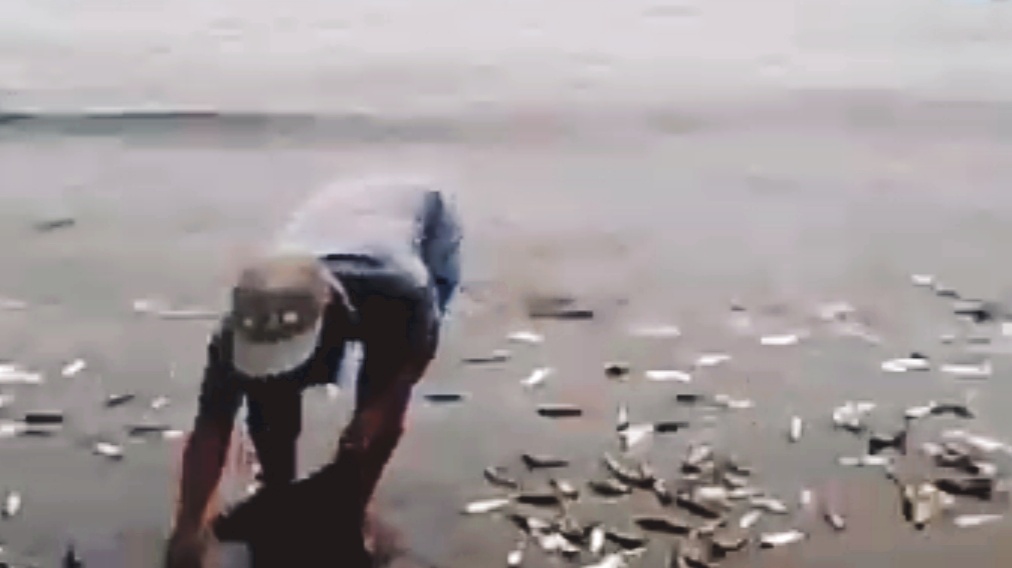 Ribuan Ikan Terdampar di Pantai Teluk Penyu Cilacap