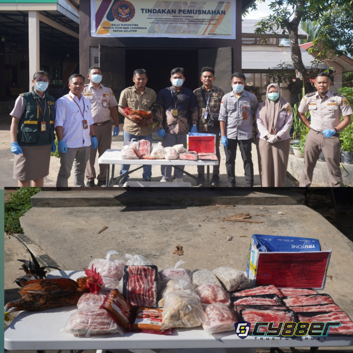 Cegah Penyakit ASF, Karantina Papua Selatan Musnahkan Daging Babi 