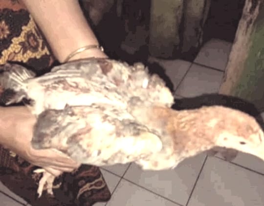 Aneh!! Program BPNT, KPM Diberikan Ayam Hidup Bukan Daging Ayam
