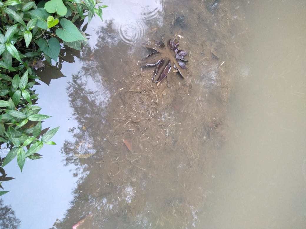 Adanya Pemotongan Ayam di Wilayahnya yang Tak Perhatikan Amdal, Pemdes Cigombong Akan Turun ke Lapangan