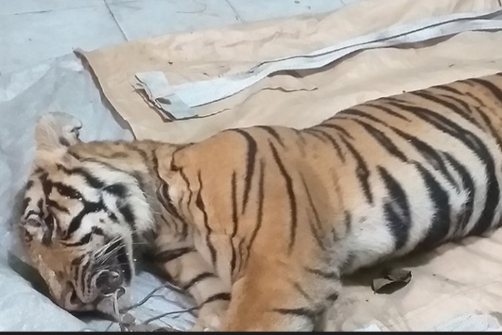Harimau Sumatera Ditemukan Mati Terjerat, Siraja Hutan tak Lagi Jadi Raja Ditempat Kelahirannya
