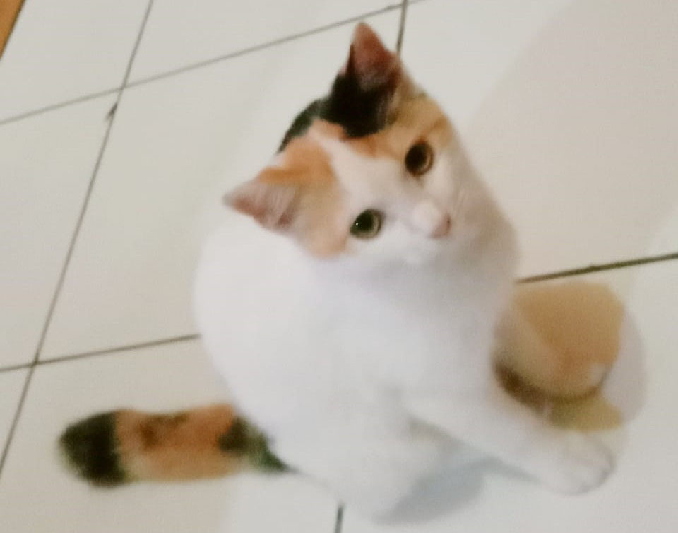 Kenapa Kucing Takut Air? Ini Alasan