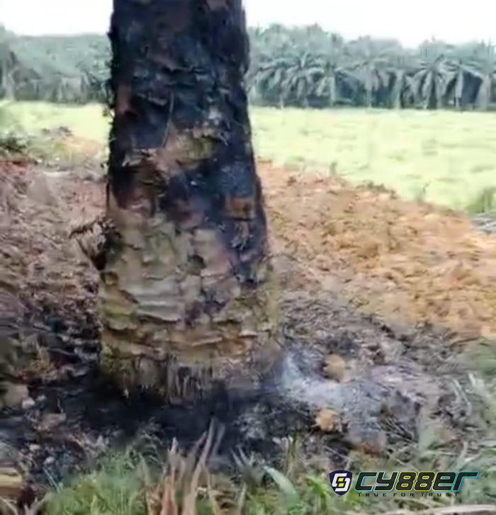 Diduga, Karhutla di Lahan Kebun Milik PT Adei Ditutupi dengan Alat Berat