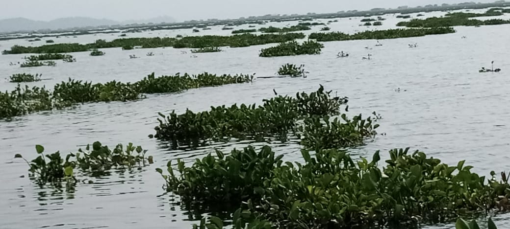 Nelayan Jatiluhur Keluhkan Eceng Gondok Saat Mengais Rejeki