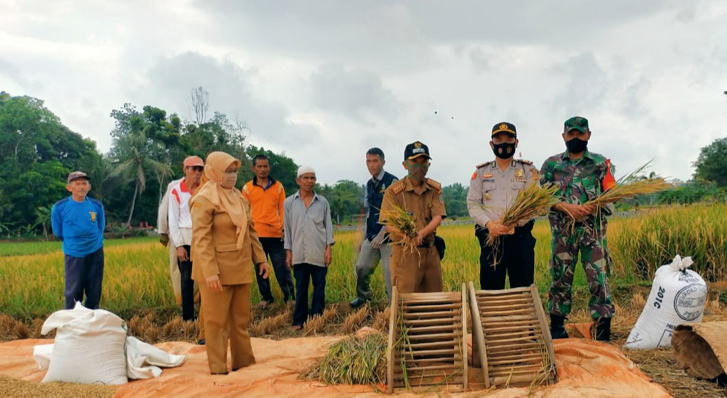 Panen Raya Di Kecamatan Cimaragas Diikuti Oleh Kapolsek Dan Camat Cimaragas. 