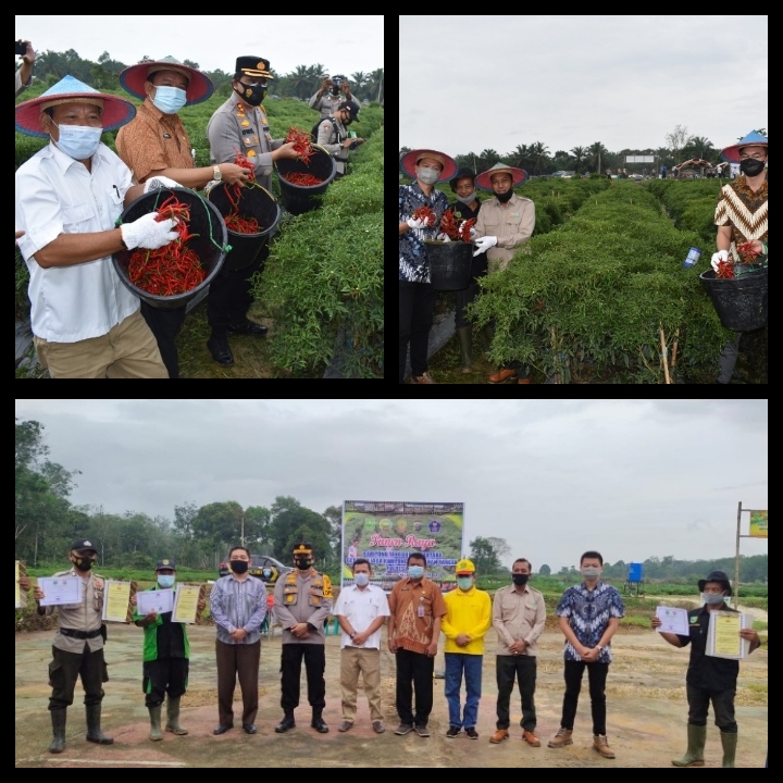Panen Raya Kampung di Desa Talang Jerinjing