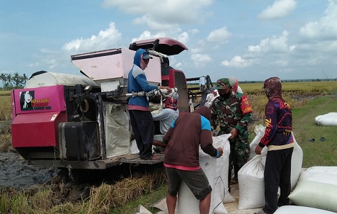 Tingkatkan Ketahanan Pangan, Babinsa Melakukan Pendampingan Panen Padi