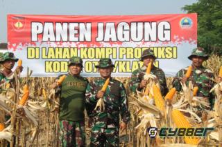 Kodim 0723/Klaten Panen Raya Jagung R7, Perkuat Ketahanan Pangan dan Dukung Swasembada Nasional