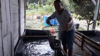 Pembudidayaan Ikan Lele Mulai Dikembangkan di simpang Mesuji, Ini Tempatnya