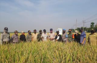 Giat Pengubinan PT Bio Konversi, Anggota Polsek Sliyeg Turun ke Sawah