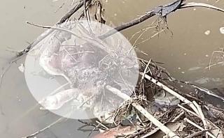 Sesosok Mayat Bayi Ditemukan di Pinggir Sungai Ciherang