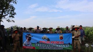 Peduli Ketahanan Pangan, Polres Indramayu Melaksanakan Pengolahan Tanah Bersama Warga Tukdana