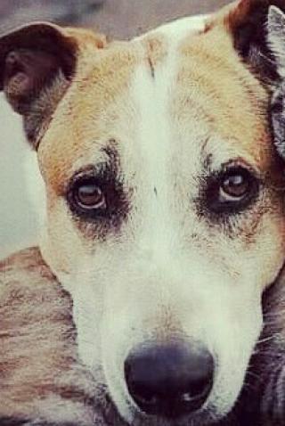 Teror Bangkai Kepala Anjing di Pekarangan Rumah Humas Kejati Riau