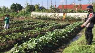 Kunjungi Petani Kampung Tangguh, Personel Sat Brimob Polda Jabar Cek Ketahanan Pangan Masyarakat Di Tengah Pandemi Covid-19