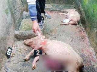 Maling Merajalela di Desa Batunya Baturiti Tabanan