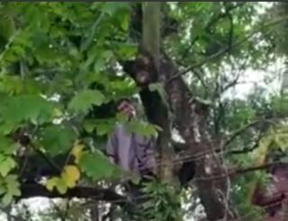 Para Pedagang dan Pengunjung Pasar Dupa Pekanbaru Digegerkan Dengan Mayat Pria Tergantung di Pohon Tua