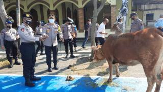 Kapolres Pekalongan Kotta Salurkan Hewan Kurban