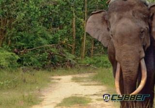 TNTN, Nasib Hutan yang Diperjualbelikan