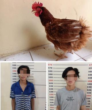 Curi 153 Ekor Ayam Petelur Suh dan Mai Digelandang Polisi.