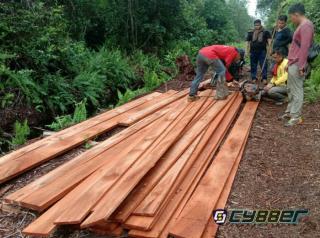 Cukong Kayu Kembali Perawani Hutan Konservasi Siak Giam Kecil