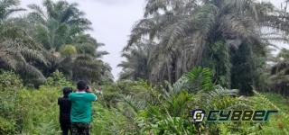 Kopsa M Diduga Merugikan Petani Sawit Puluhan Juta Rupiah