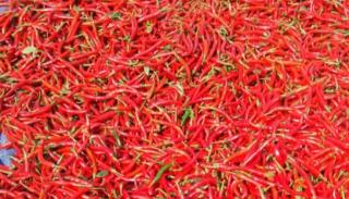 Hasil Panen Cabai Melimpah, Tapi Harga Sangat Murah