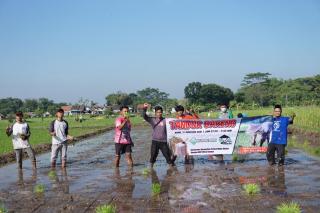 Semangat Bertani, 30 Pemuda Klaten Terjun Ke Sawah di Acara Tandur Bareng