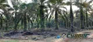 Kebun Sawit Pemda Kuansing yang Berada di Kawasan Hutan Lindung Menjadi Rebutan