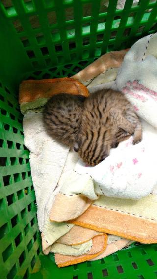 Meong Congkok Garut Ditemukan Warga