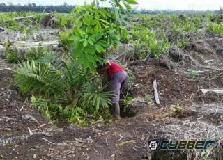 Masyarakat Sungai Linau dan Yayasan SALAMBA Mulai Aksi Penanaman Ratusan Pohon Karet