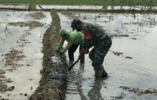 Babinsa Bantu Petani Garap Lahan Sawah di Desa Beusa Sebrang