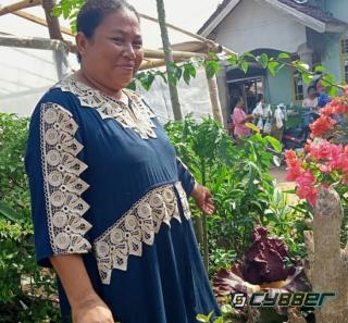 Bunga Rafflesia Arnoldi Tumbuh di Pekarangan Rumah Warga Dusun Hilian Baji