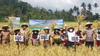 Bupati Tanggamus Hadiri Panen Perdana Padi Organik
