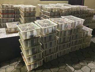 KSKP Bakauheni Amankan 2159 Ekor Burung Tanpa Dokumen