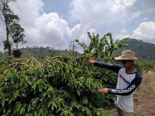 Pengusaha Muda Pengolah Kopi Asli Manglayang Timur, Sukses Meraih Pundi Rupiah