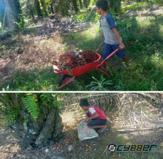 Union Busting, Mempekerjakan Anak Dibawah Umur Ditengah Program Biodiesel Jokowi