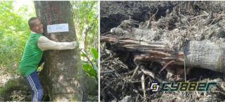 Hutan Mangrove Yang Berusia Ratusan Tahun Dirambah