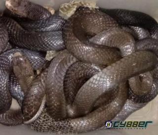 Ular Cobra Dipercaya Menyembuhkan Berbagai Penyakit
