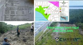 Oknum Kepala Desa Perjual Belikan Hutan Mangrove Kepada M Oknum PNS Bengkalis