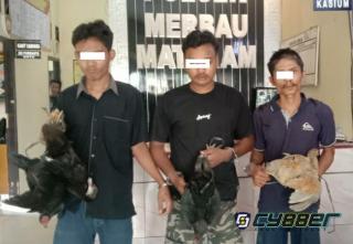 Tiga Pelaku Curat Ayam dan Itik Diamankan